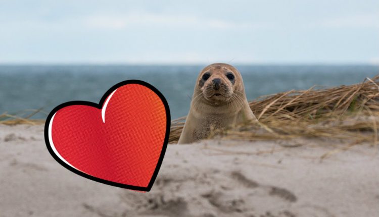 Tierna foca