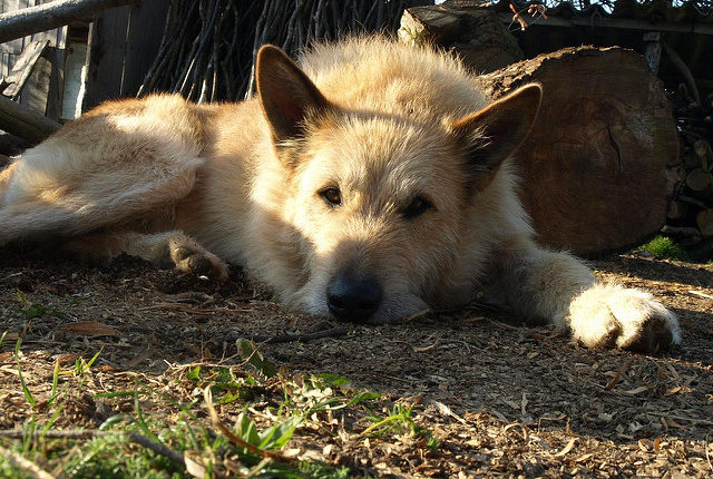 perrita muere de tristeza