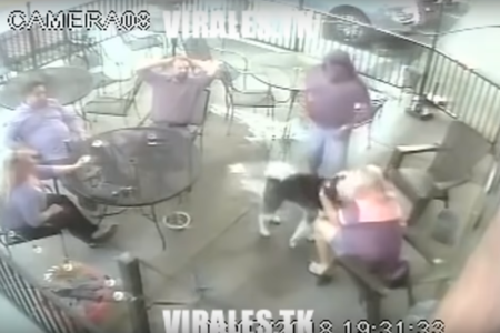 Ex modelo sufre ataque de perro y le desfigura el rostro