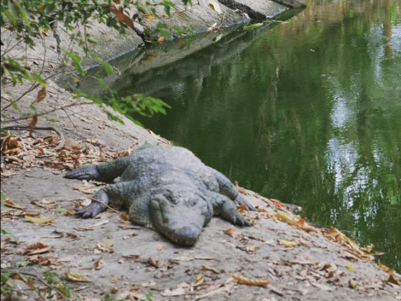 ataque cocodrilo