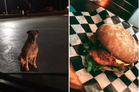 Esta inteligente perrita engaña a todos para que le den comida