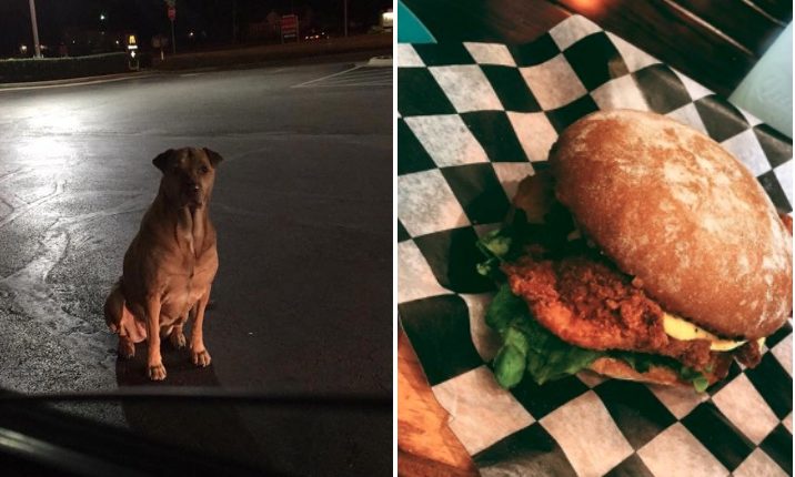 perrita engaña a la gente para obtener comida