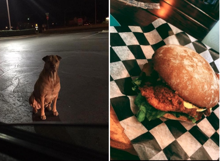 perrita engaña a la gente para obtener comida