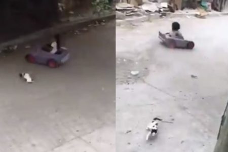 Niña atropella a gato mientras conducía un carro. (Video)