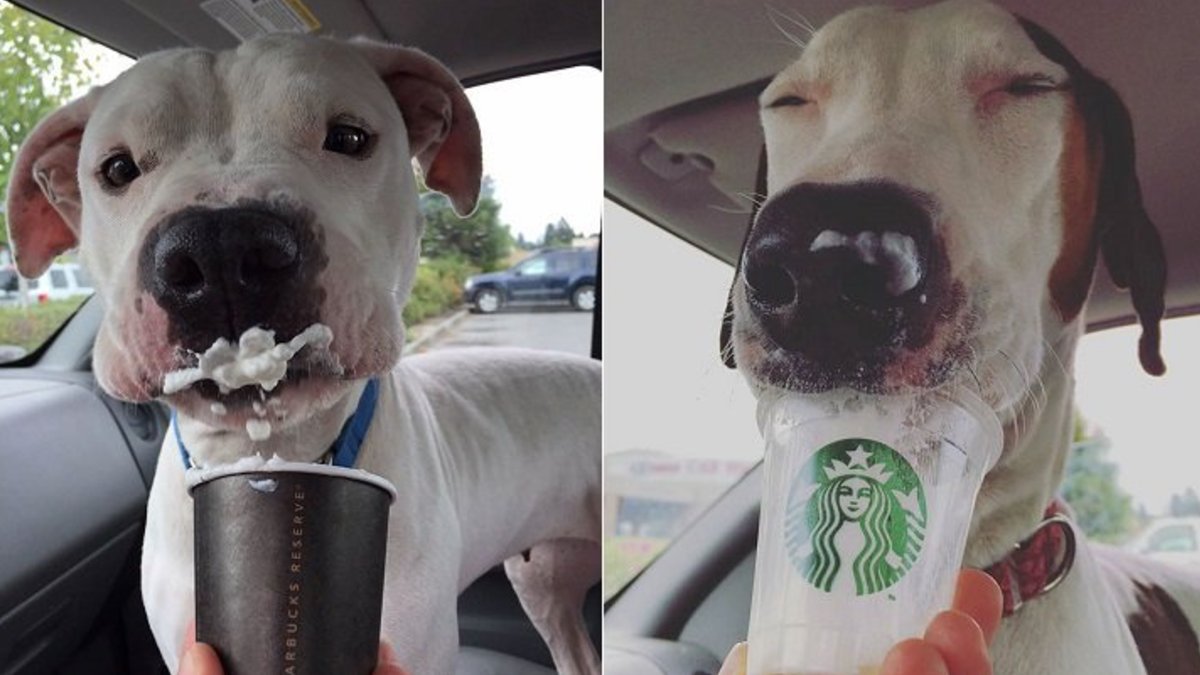 pappuchino starbucks perros