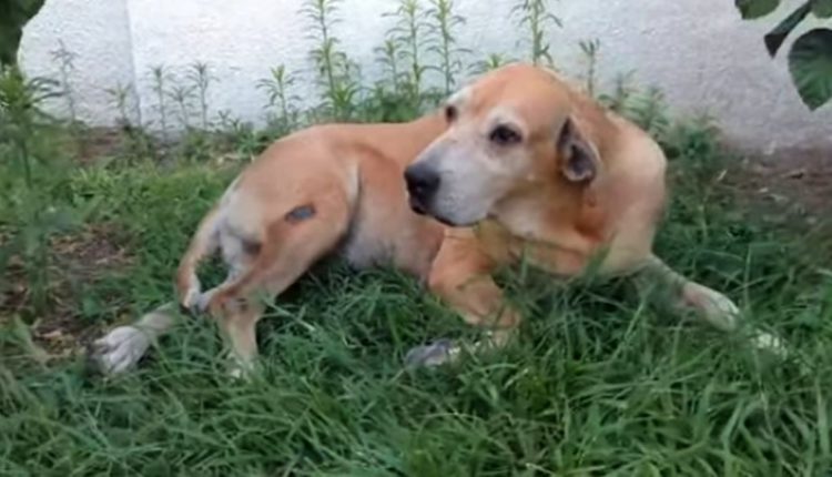 marcos perro espera dueño hospital