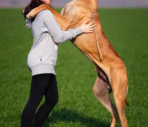 beneficios-perro-baile