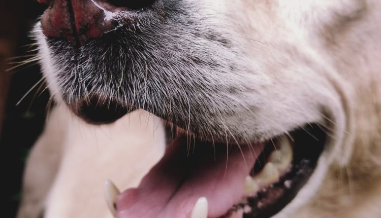 Perro, bufanda tejida con pelo de sus perros