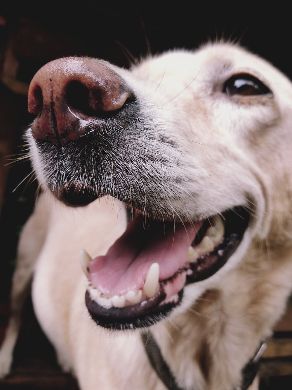 Perro, bufanda tejida con pelo de sus perros