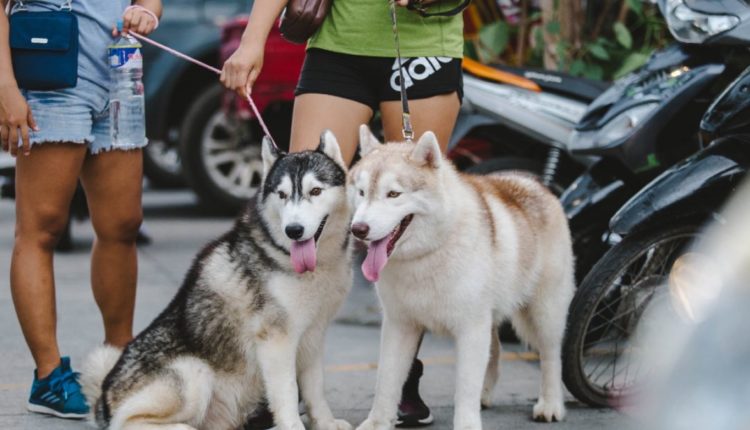 besar mascotas daños