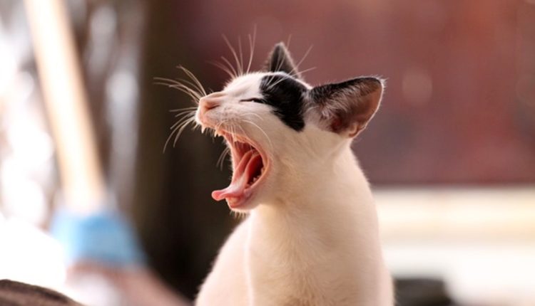 gato araño dueña coma