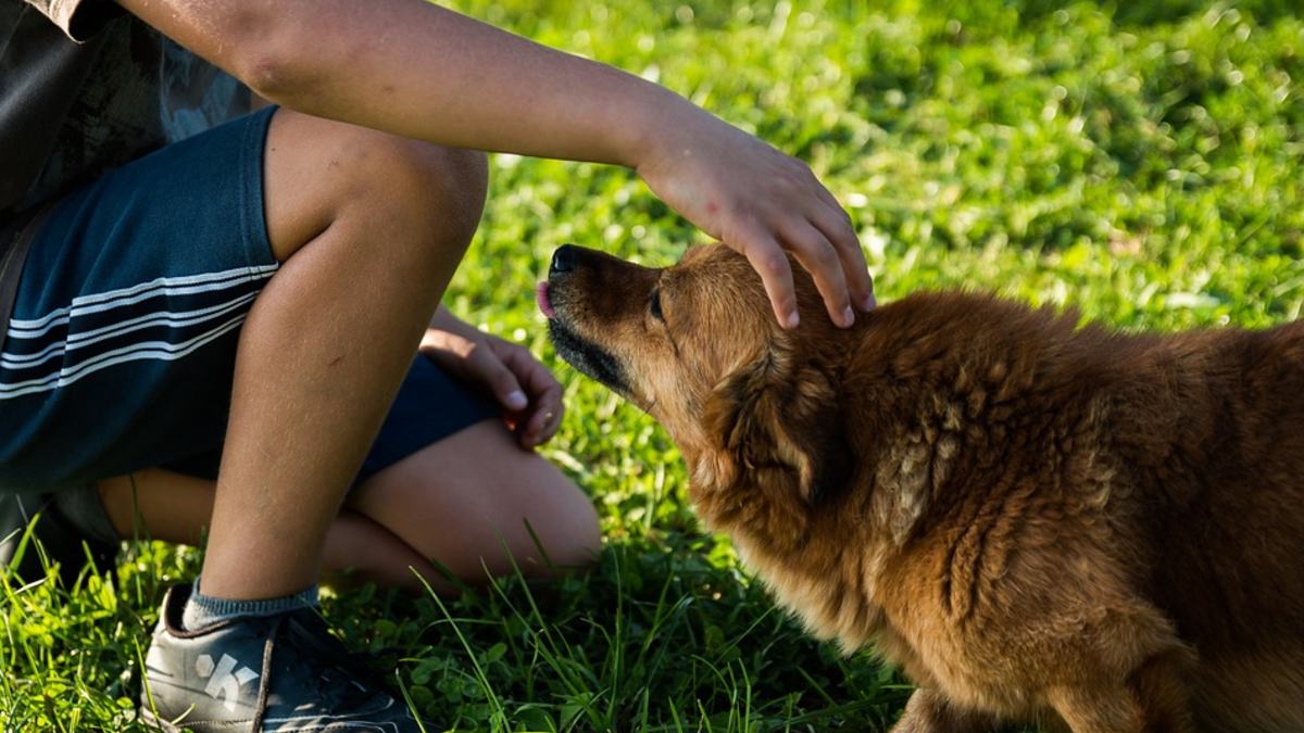 perros emociones negativas