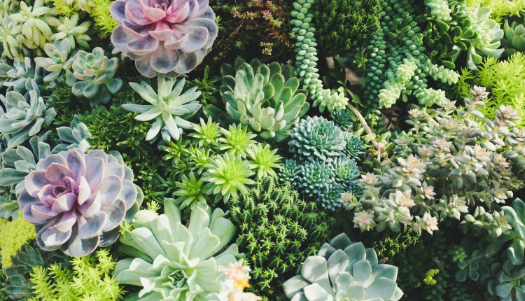 Cuidado de las suculentas y cactus